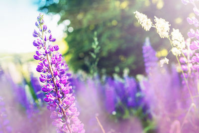 Close-up of purple flowering plant