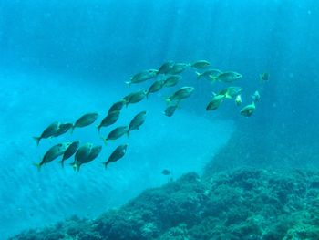 Fishes swimming in sea