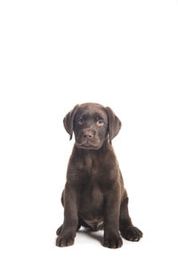 Portrait of puppy sitting against white background