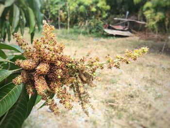 Flowers growing outdoors