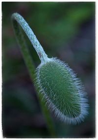 Close-up of plant