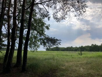 Trees on field against sky