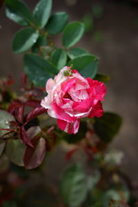 Close-up of pink rose