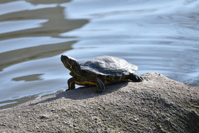 Close-up of lizard on rock in lake