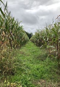 Plants growing on field against sky