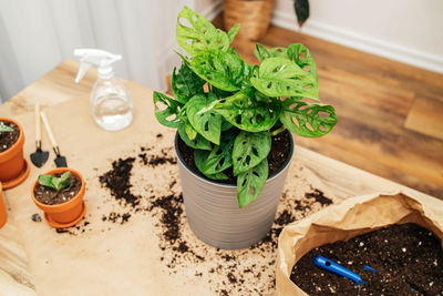 Close-up of potted plant on table