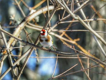 Close-up of bird perching on tree