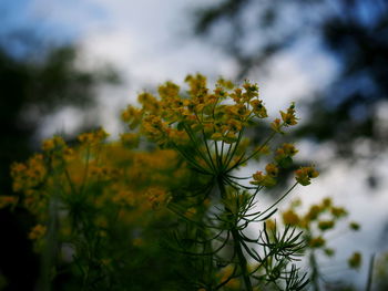 Close-up of yellow flowering plant against sky