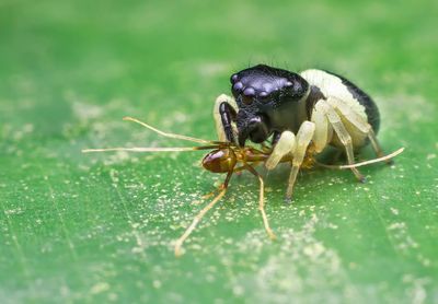 Close-up of insect on leaf