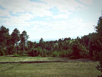 Trees on landscape against cloudy sky