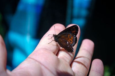 Close-up of butterfly on hand