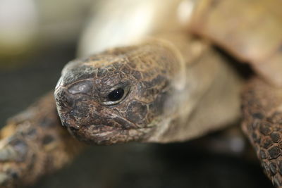 Close-up of lizard