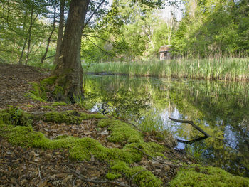 Scenic view of lake in forest