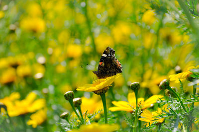 Butterfly pollinating on flower