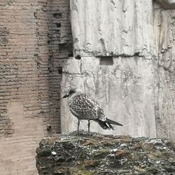 Bird perching on wall