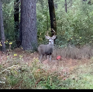 Deer in a forest