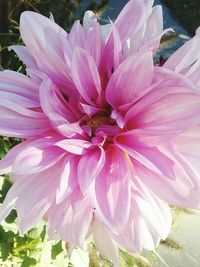 Close-up of pink flowers