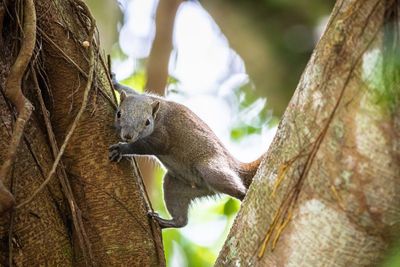 Low angle view of squirrel on tree