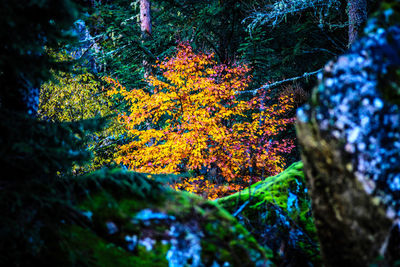 Autumn tree in forest