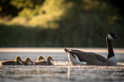 Canada goose and goslings