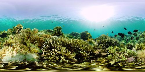 sea