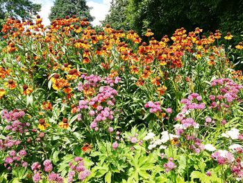 Close-up of pink flowers in garden