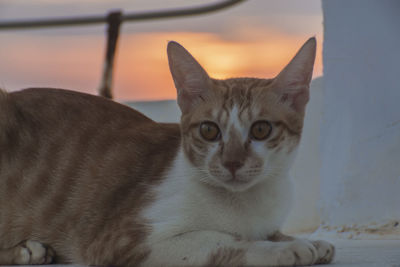 Close-up portrait of cat relaxing at sunset