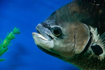 Close-up of fish swimming in sea