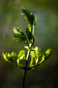 Close-up of plant