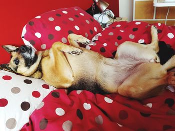 Close-up of dog relaxing at home