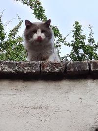 Portrait of cat sitting on a tree