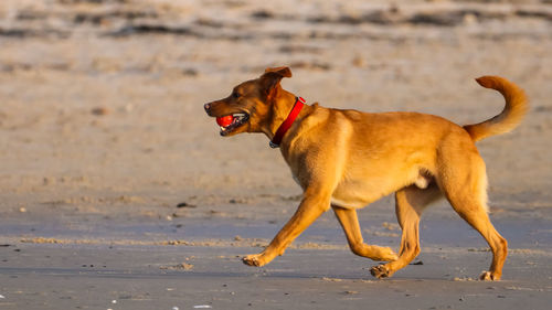 Side view of dog running on beach