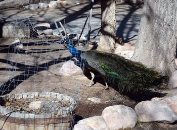 Close-up of lizard on fishing net