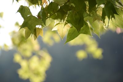 Close-up of leaves on tree