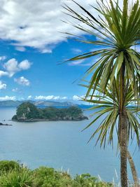 Palm tree by sea against sky