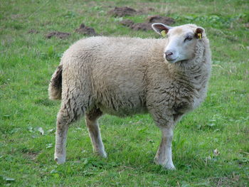 Portrait of sheep standing in farm