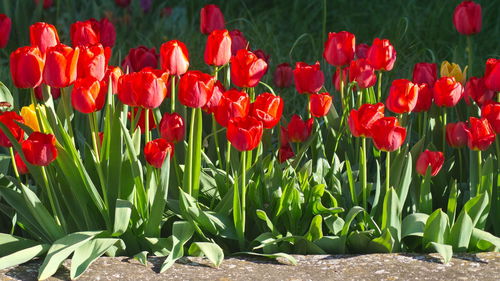 Close-up of red tulips in bloom