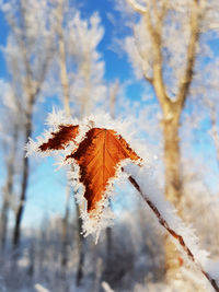 Close-up of frozen plant during autumn