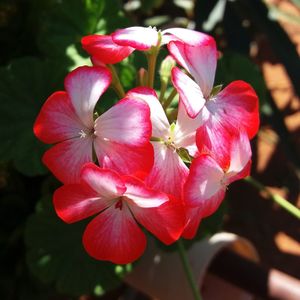 Close-up of pink flowers blooming outdoors