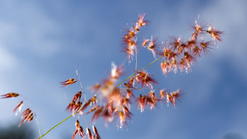 Reeds in bloom with the sky in the background in the morning in the fall