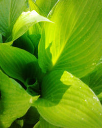 Full frame shot of green leaves