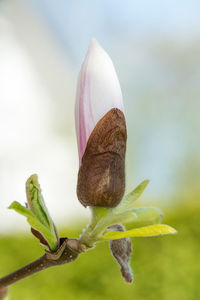 Close-up of pink flower