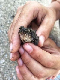 Close-up of person holding frog