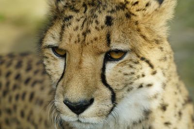 Close-up portrait of lion