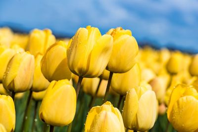 Close-up of yellow flowers blooming outdoors