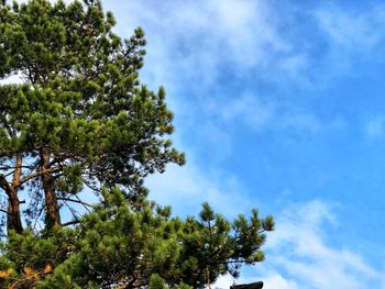 Low angle view of tree against sky