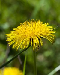 Close-up of yellow flower