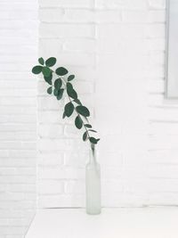 Close-up of plant against white wall