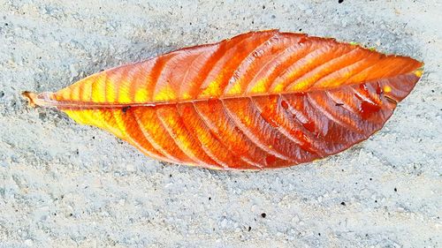 High angle view of orange leaf on land