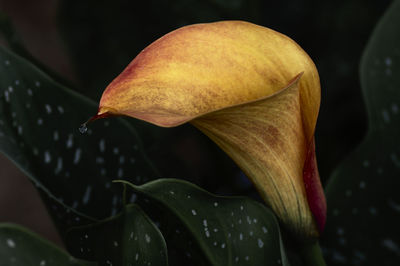 Close-up of red leaf